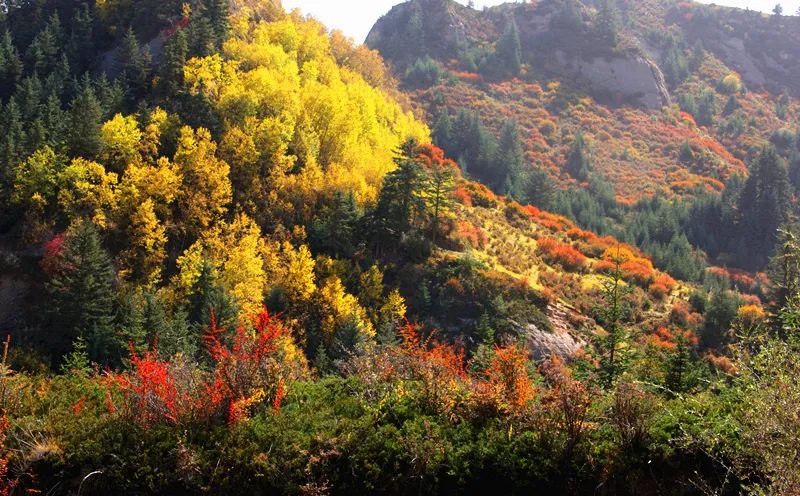 秋天，河西走廊、祁连山比香山更美更美！